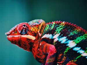 Colourful chameleon with bright colours of red, green, blue, yellow with white dotted stripe looks upwards