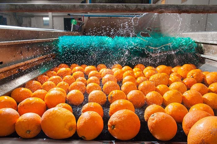 Oranges being washed on a conveyor belt sprayed with a water jet