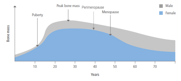 Graph showing bone mass throughout the life cycle