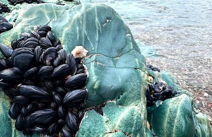 Biomimicry - mussels on a rock