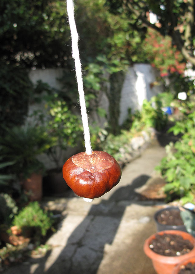 Annual conker competition suspended at the final swing